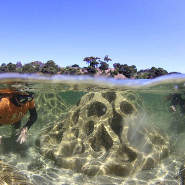 Dell-eco-reef-5